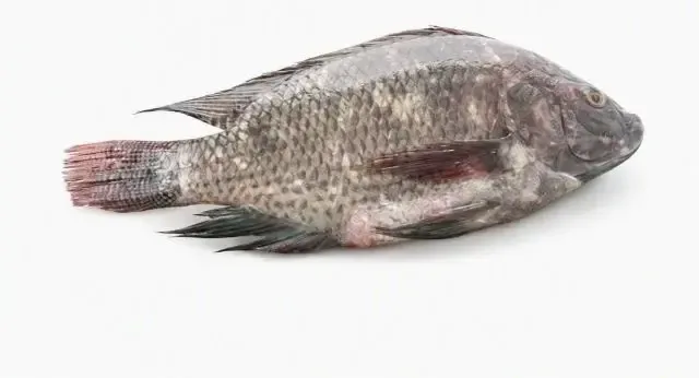 Fresh Whole Tilapia, per kg