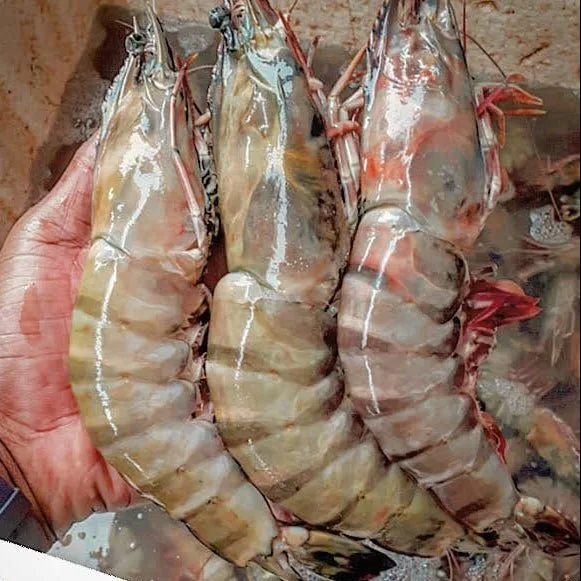 Kamba jumbo, 2 hadi 8 kwa kilo