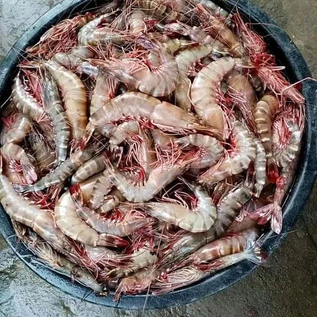 Kamba wakubwa (tiger), 16 hadi 20 kwa kilo