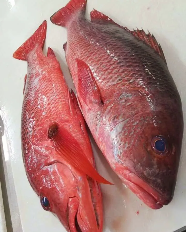 Red snapper mzima, kwa kilo