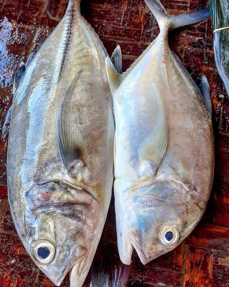 Kolekole, kwa kilo