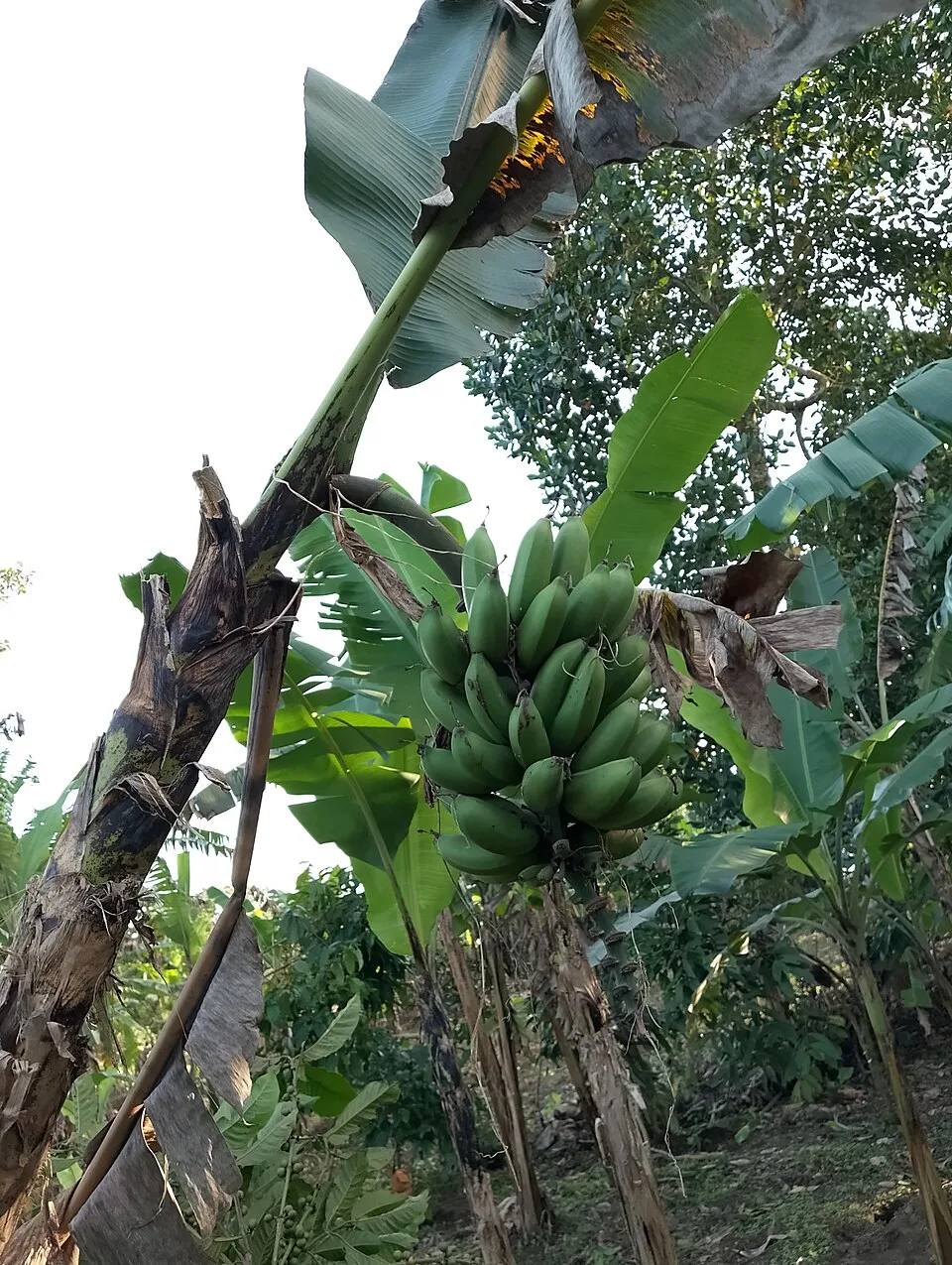 Matoke (10)