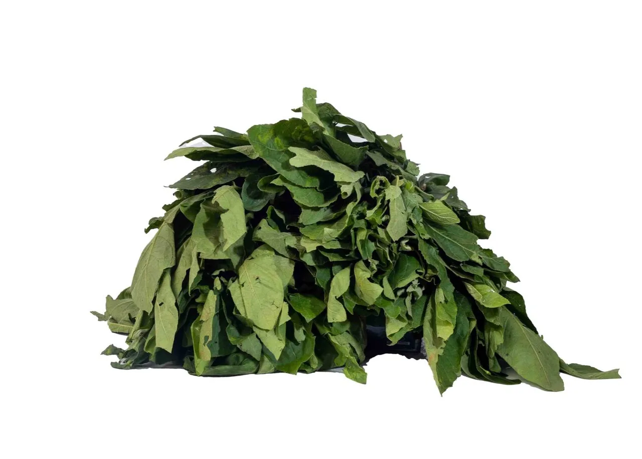 Bitter leaf, 1 bunch
