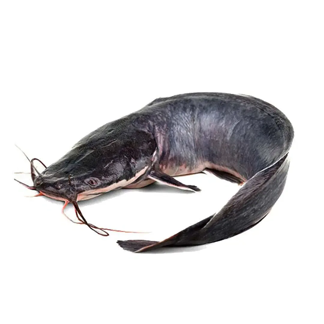 Fresh catfish, medium, about 0.75 kg