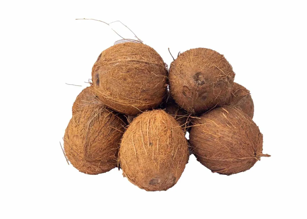 Coconut, medium