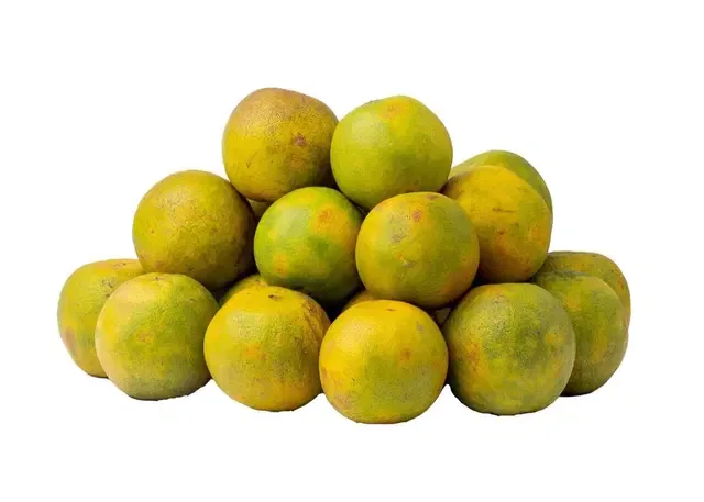 Oranges, semi-ripe, big, 10 pieces