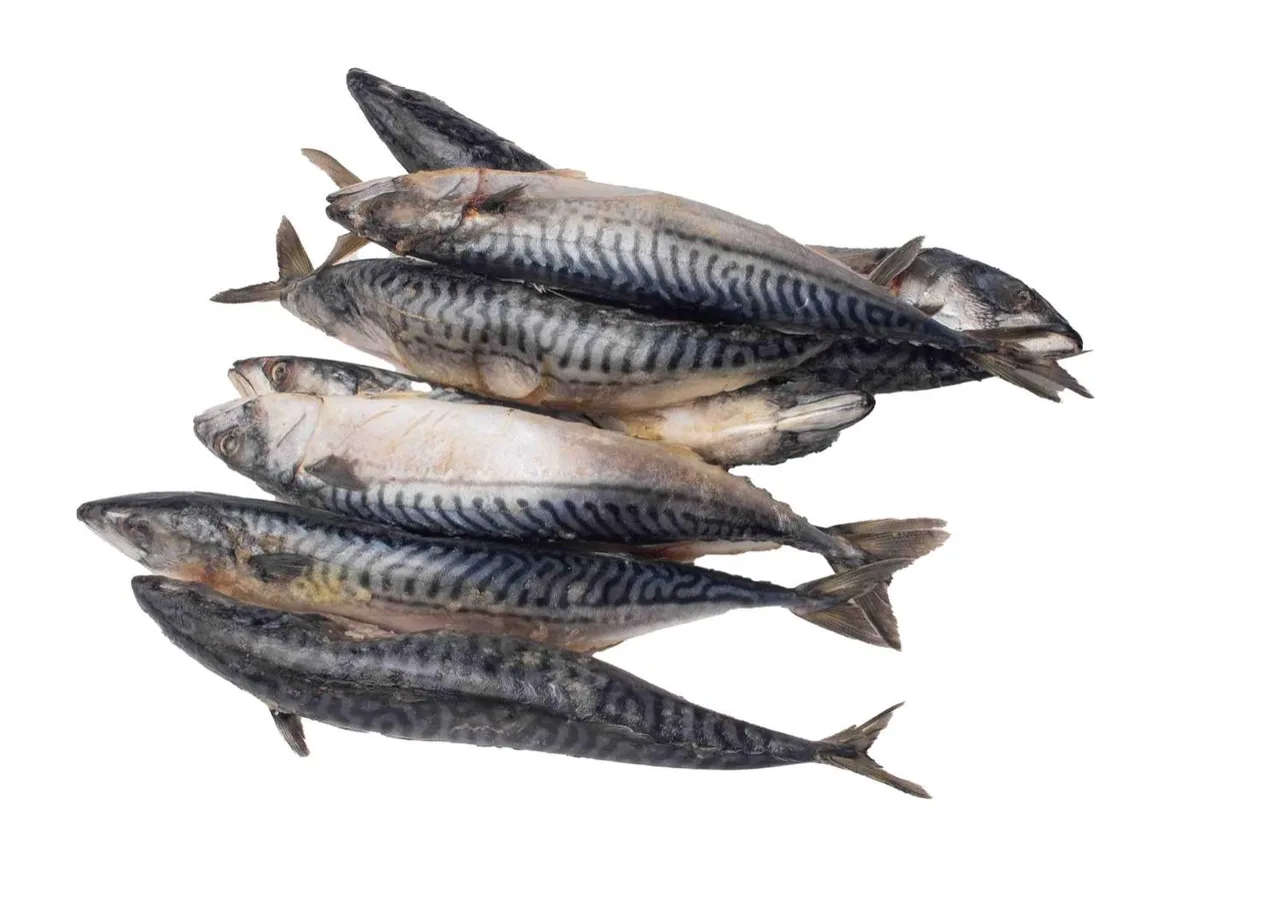 Titus (mackerel) fish, 1 piece