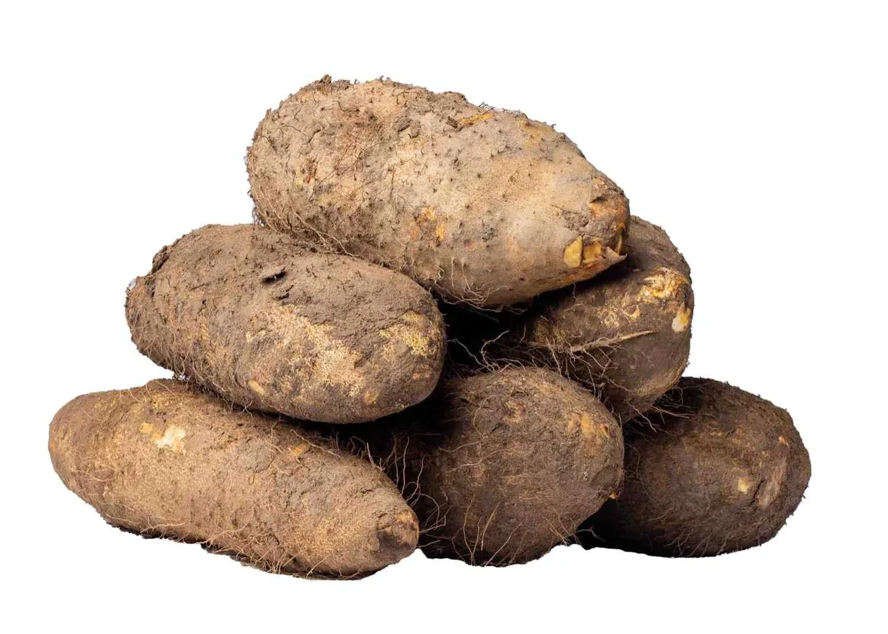 Mumuyi yam, medium tuber
