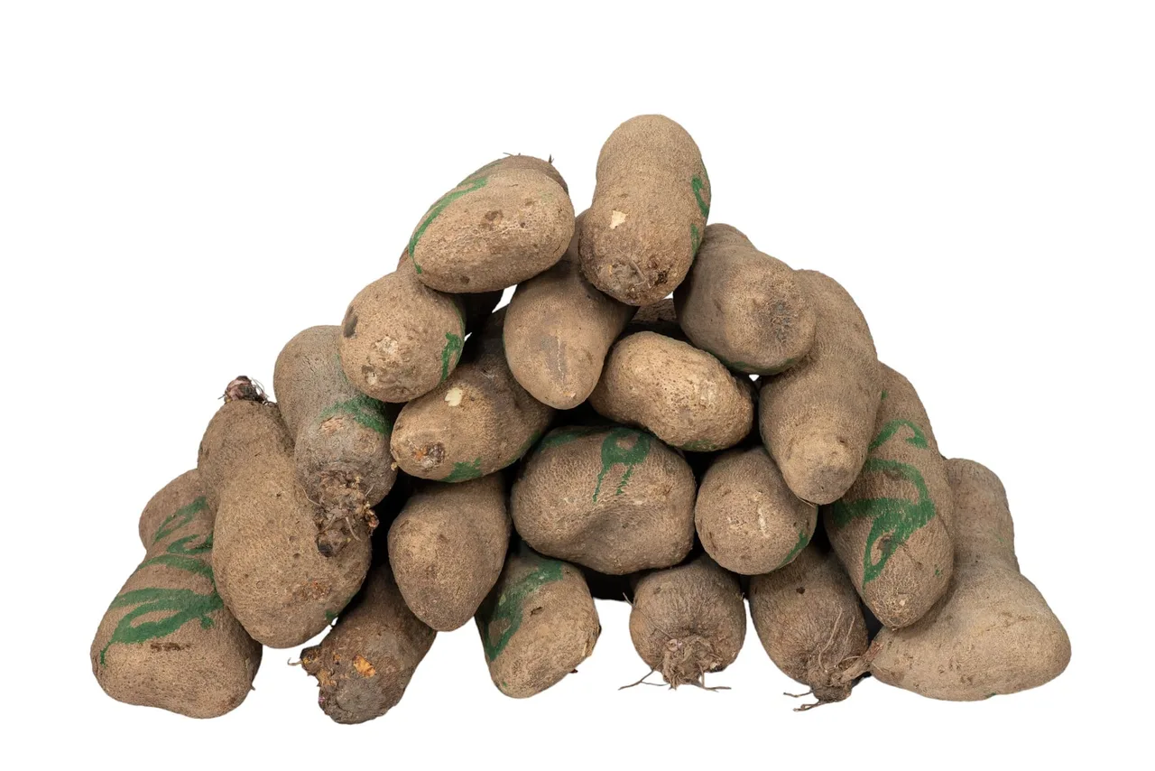 Onitsha yam, medium tuber