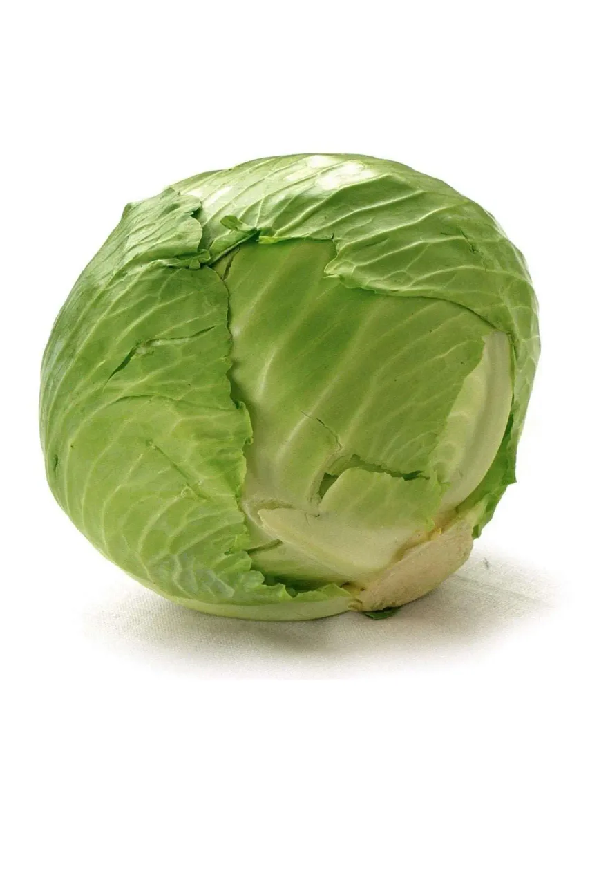 Green Cabbage (Ishu), medium head