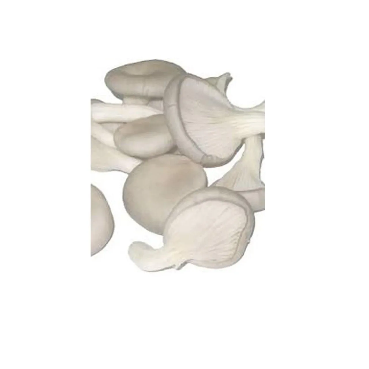 Fresh Mushrooms 500 g