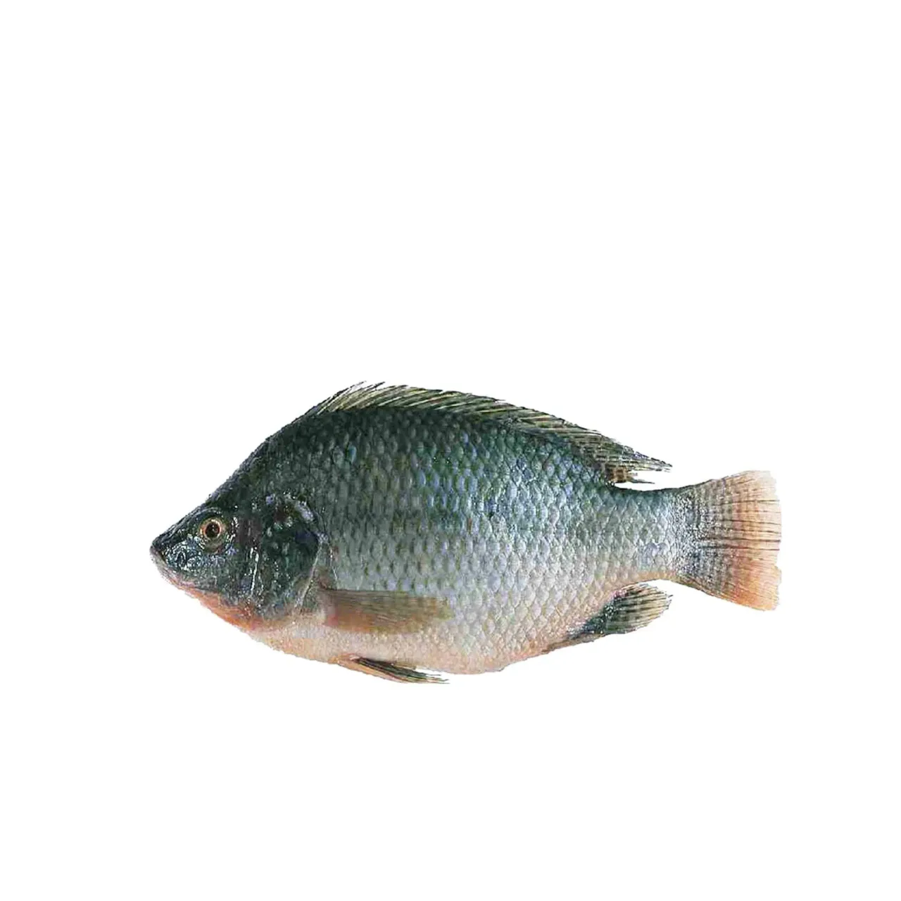 Whole Tilapia 1 kg