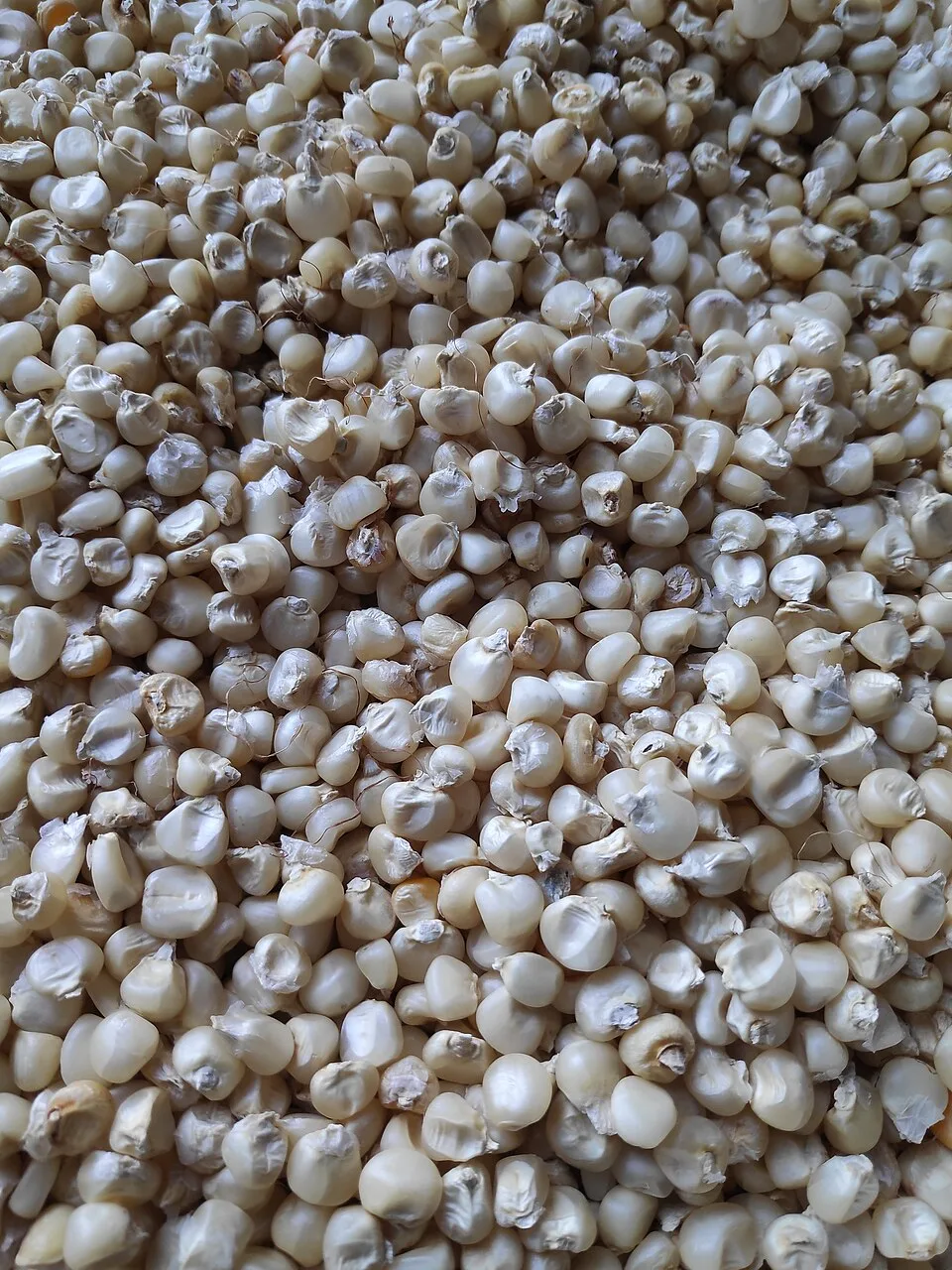 White maize grain, one malwa of about 3.5 kg