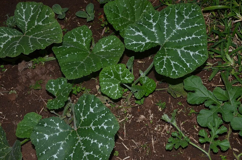 Pumpkin leaves, 1 kg
