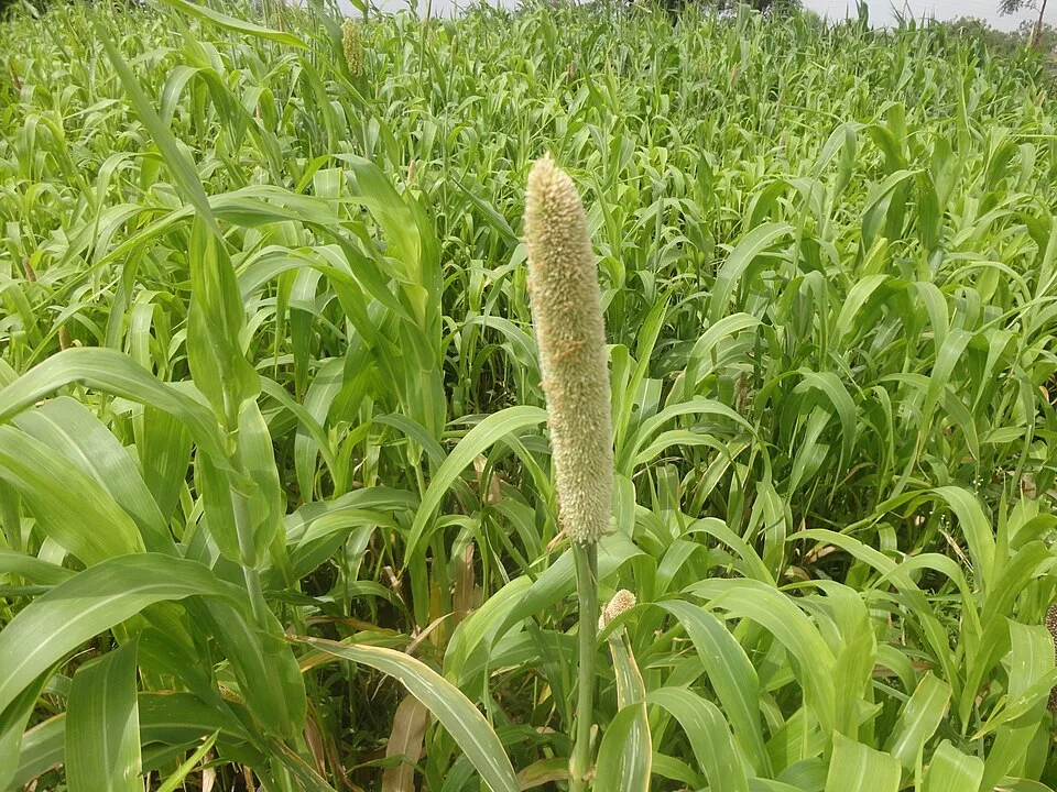 White imported sorghum, one malwa of about 3.5 kg