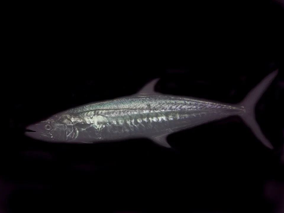 Samaki nguru, kwa kilo