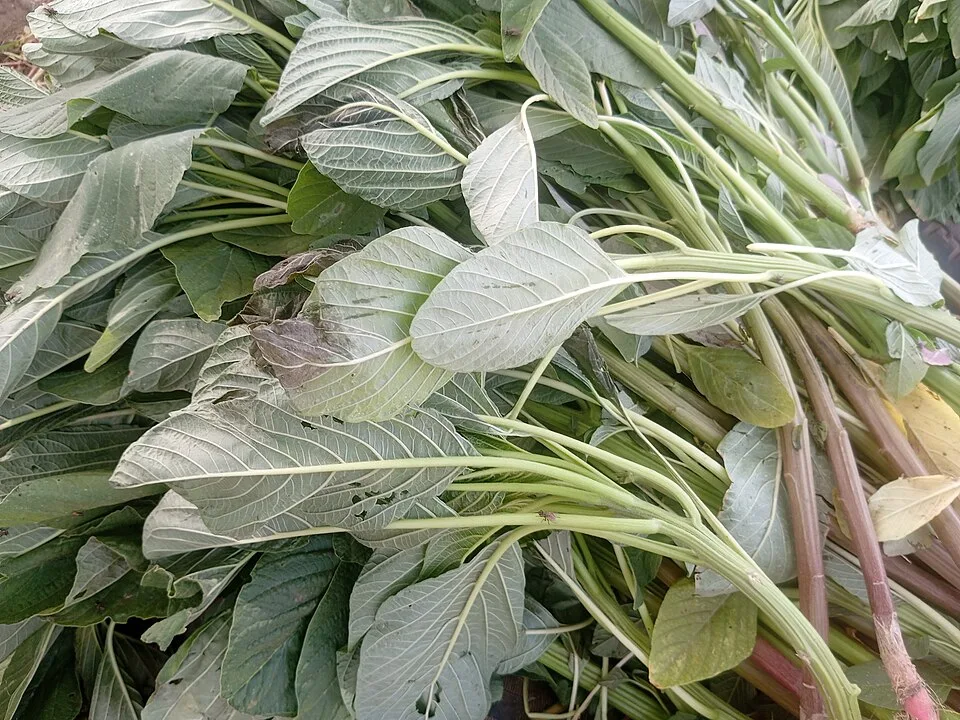 Mchicha, fungu