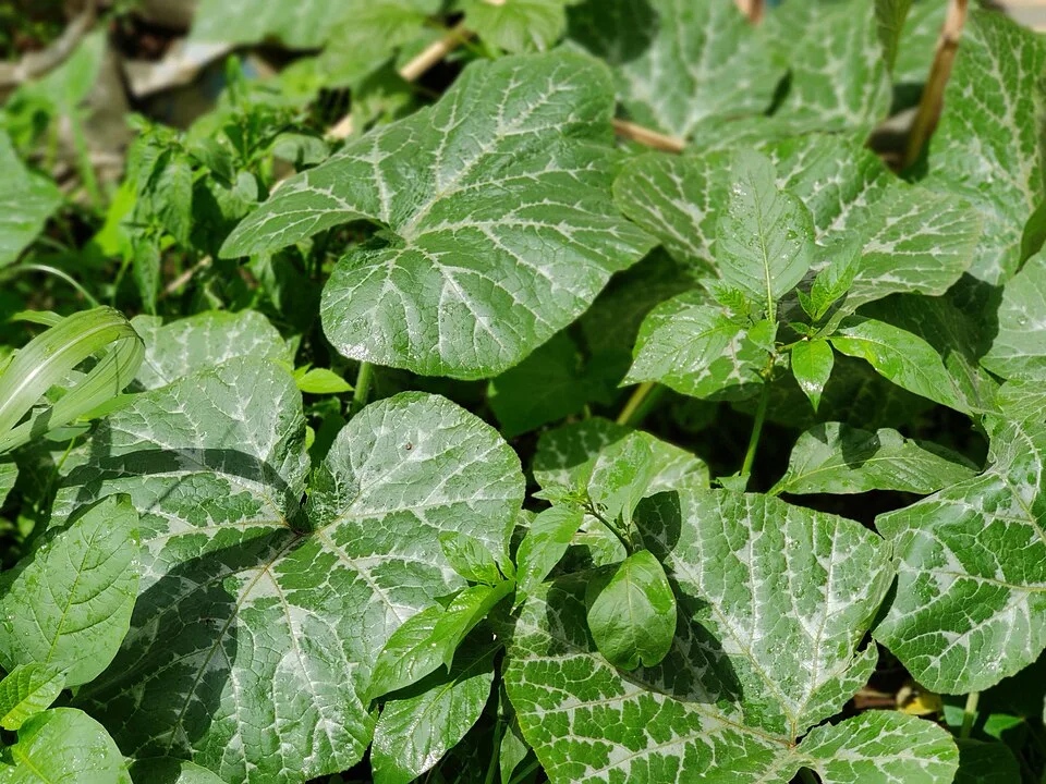 Chibwabwa (pumpkin leaves) 250 g