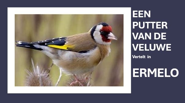PARADIJSVOGELS OP DE VELUWE