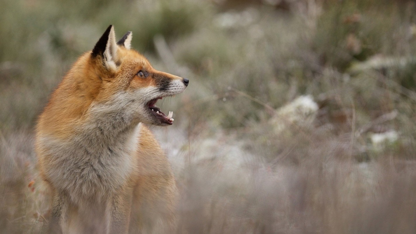 WILD (2017)