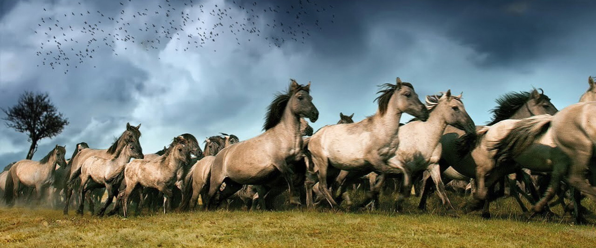 De Nieuwe Wildernis (2013)