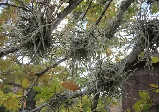 Storm Damage Tree Cleanup