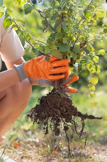 Planning Your Landscape Now: Tips for