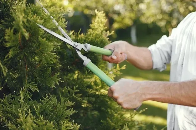 How to Handle Snow Damage on Your Landscape