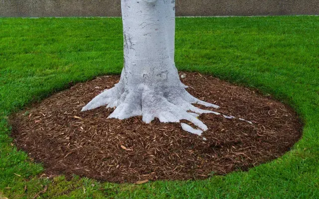 The Importance of Mulching in Sustainable Landscaping