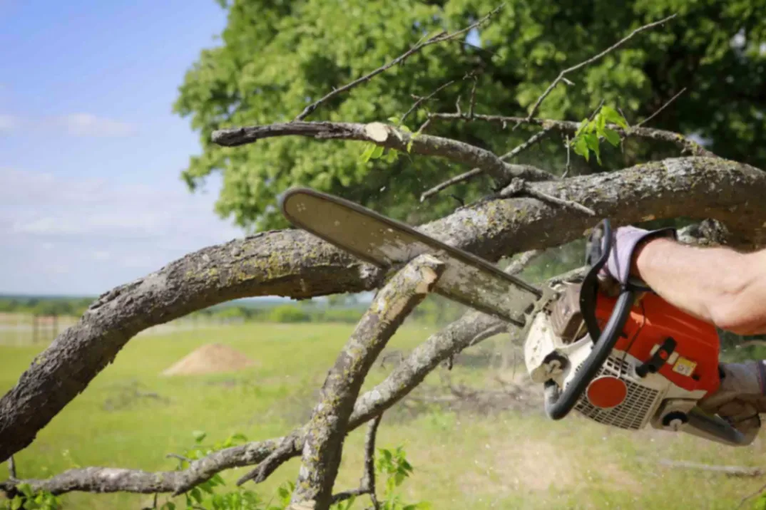 Technical Excellence in Arboreal Management and Structural Integrity