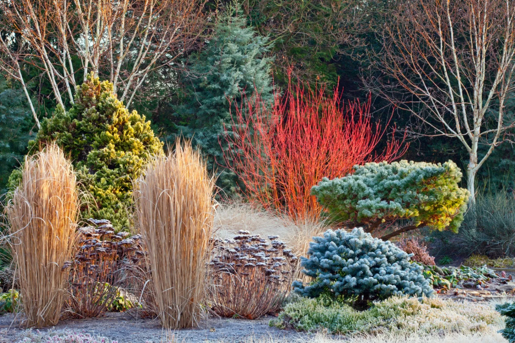 Choosing the Right Plants for Winter Gardens