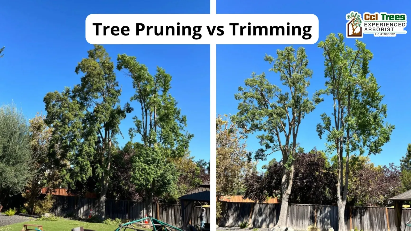 If You Think Tree Pruning and Trimming Are the Same, You’re Wrong