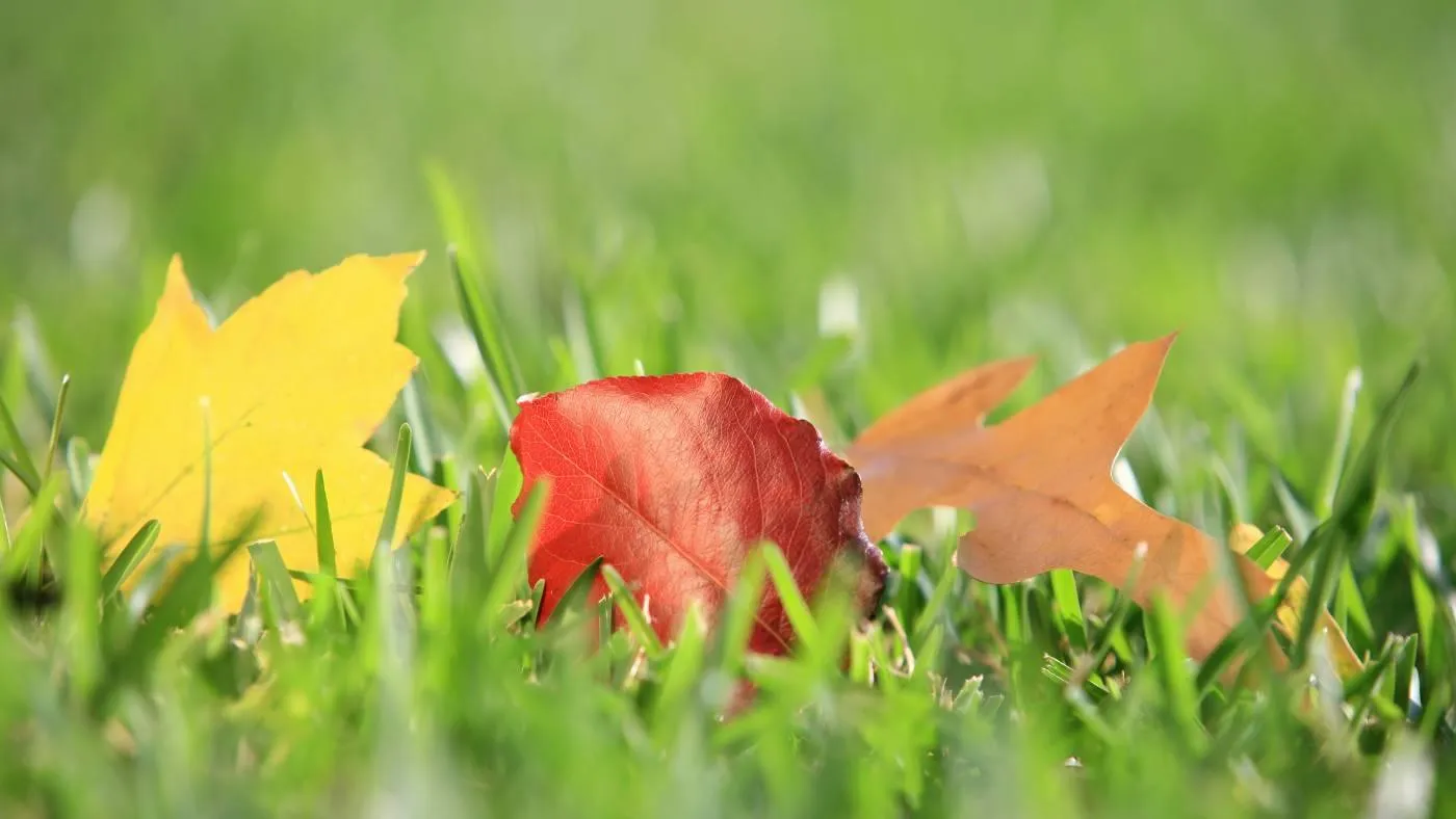 When Does Grass Stop Growing in Danbury? Winter Care Tips