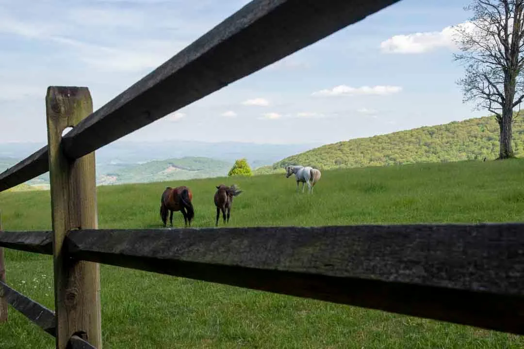 5 Horse Fencing Options to Help Ranchers Keep Equines Safe