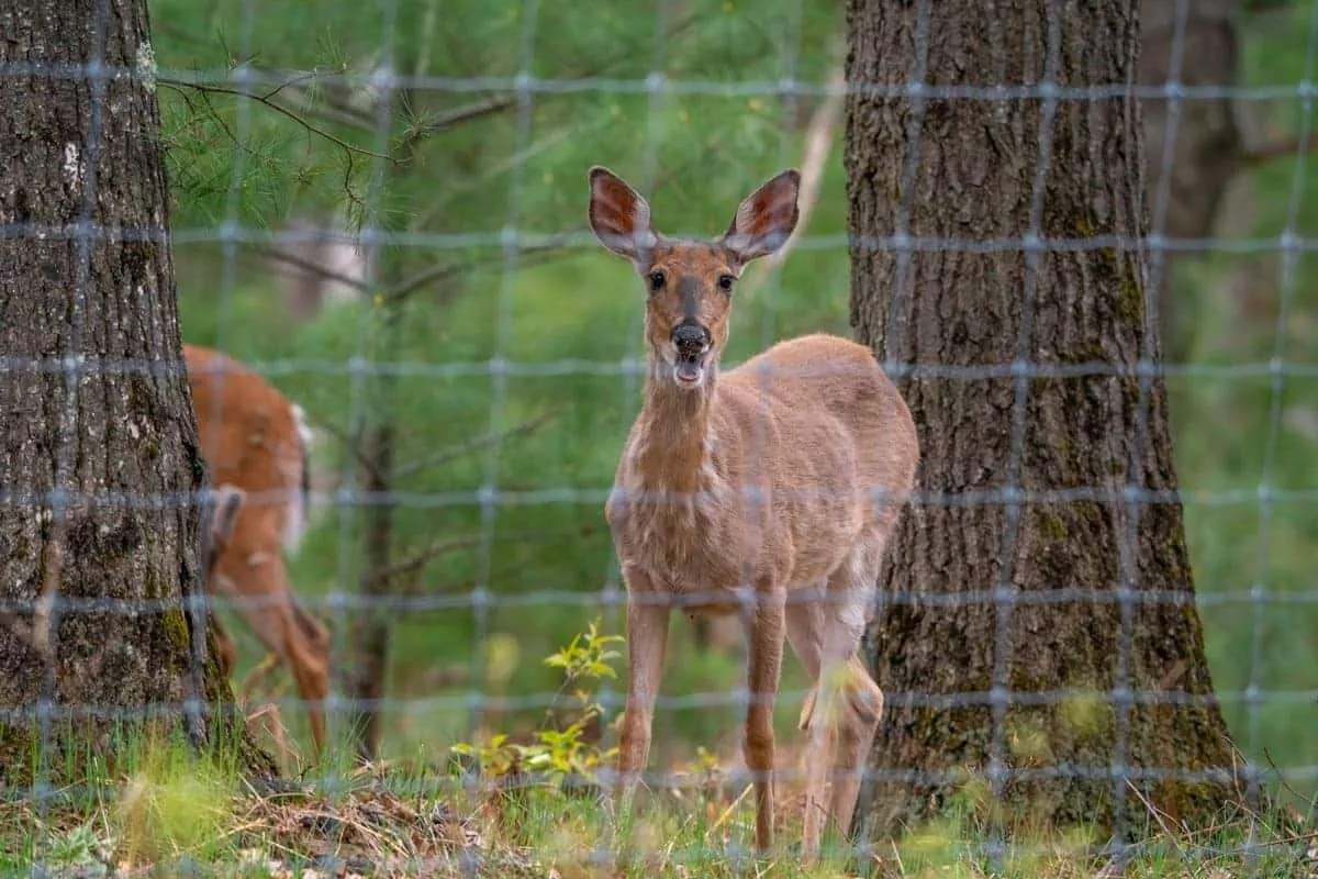 Types of Deer Fences for Garden: 7 Barriers to Contain Wild Pests