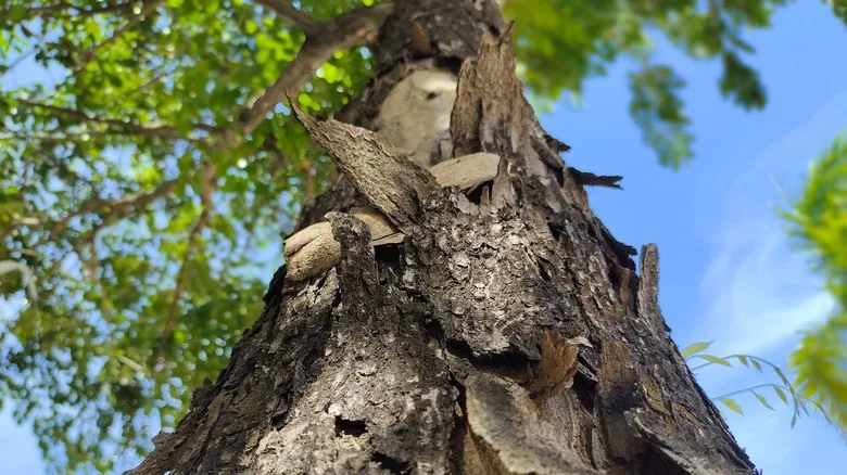 Understanding Tree Diseases and Pests