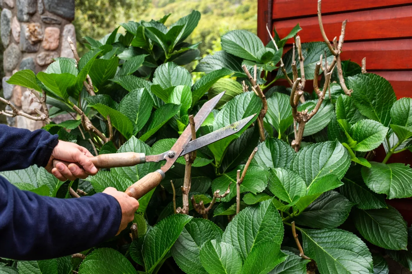 Essential Tools for Tree Maintenance