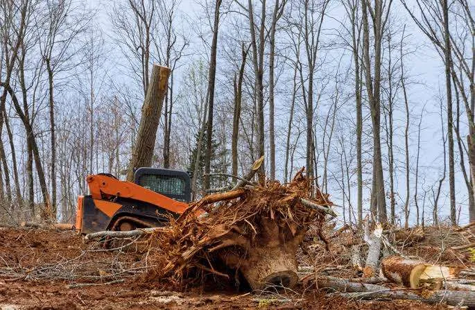 Land Clearing: What You Need to Know Before You Start