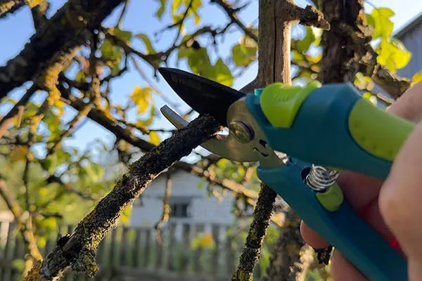 Seasonal Tree Care: Preparing for