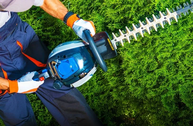 Pruning Services: Why Timing is Key in