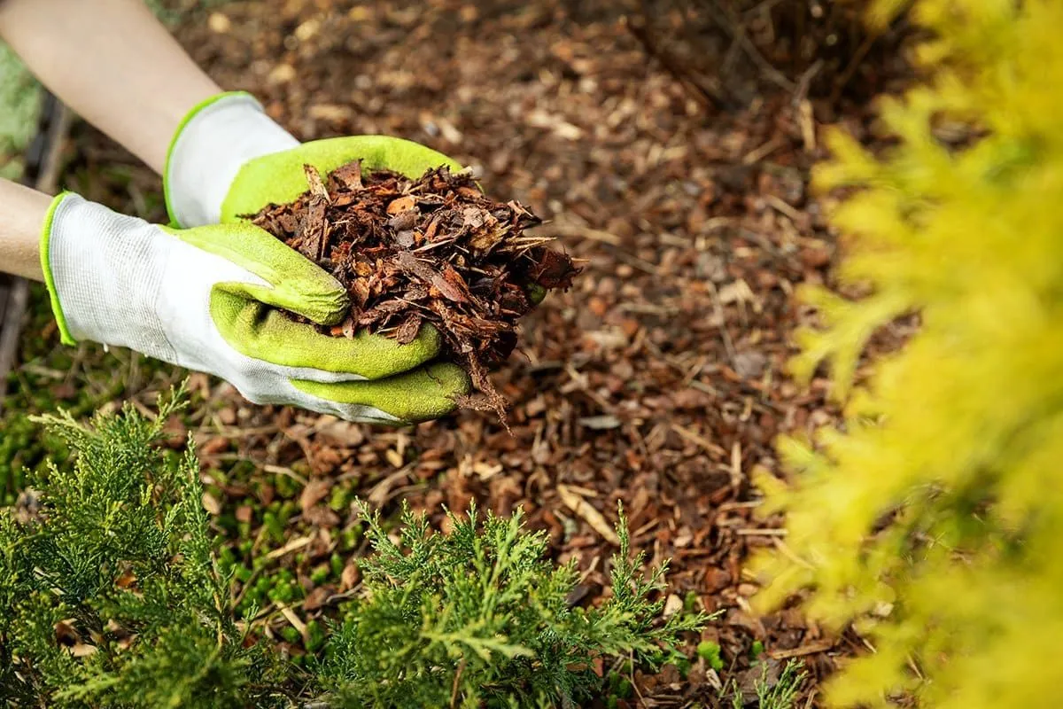 The Importance of Mulching in Landscaping