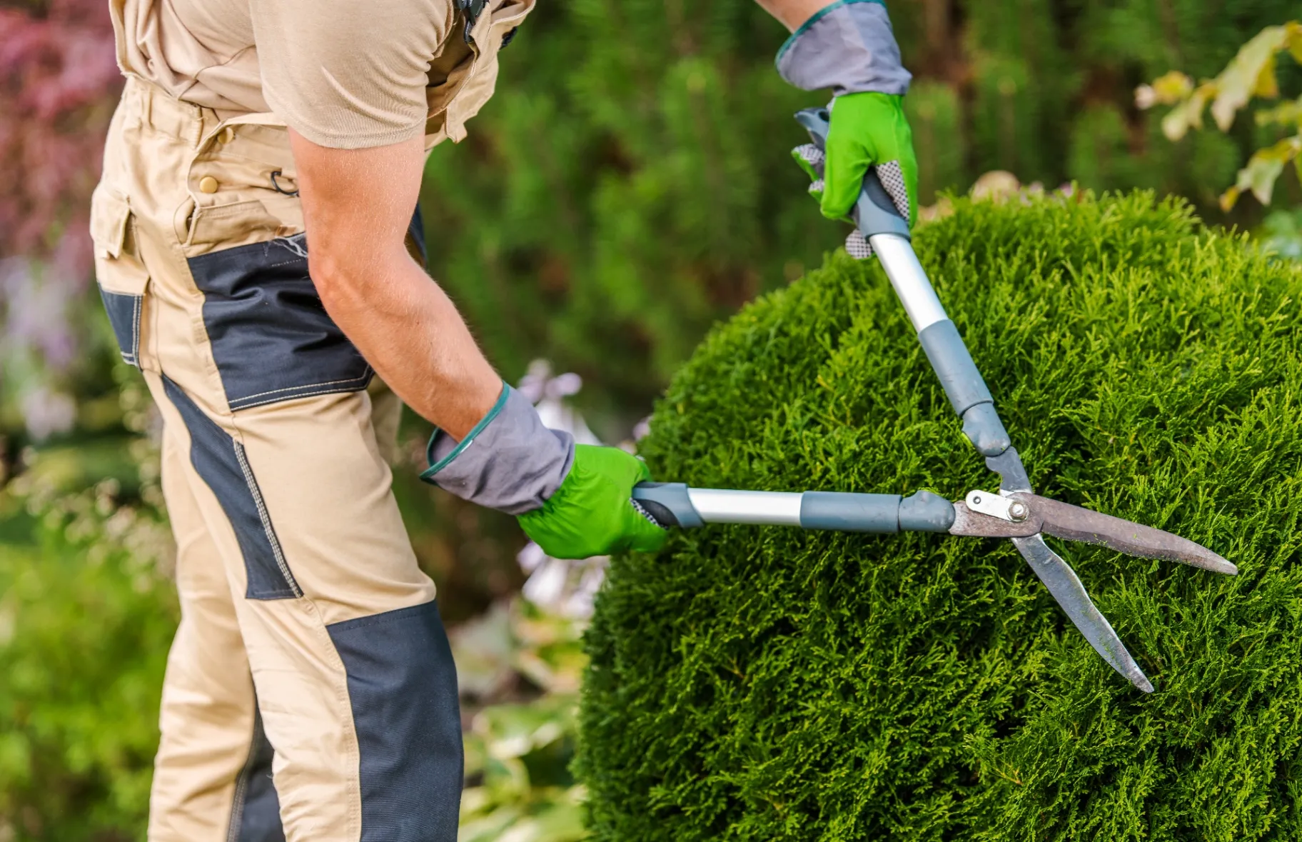 How to Trim Shrubs for Optimal Growth