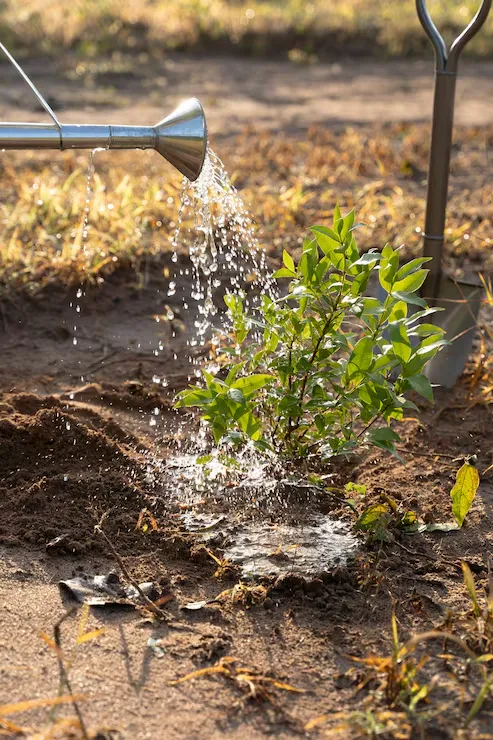 Innovative Irrigation Techniques for Modern Landscapes