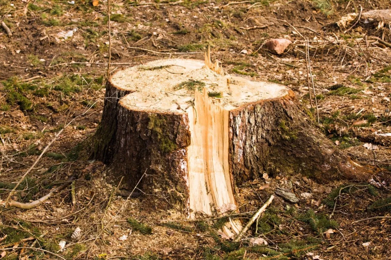 How to Choose the Right Tree And Stump Removal Company in August