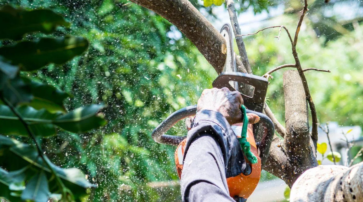 How to Choose the Right Tree Care Company in August