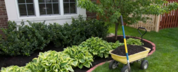 How to Choose the Right Tree for Your Landscape