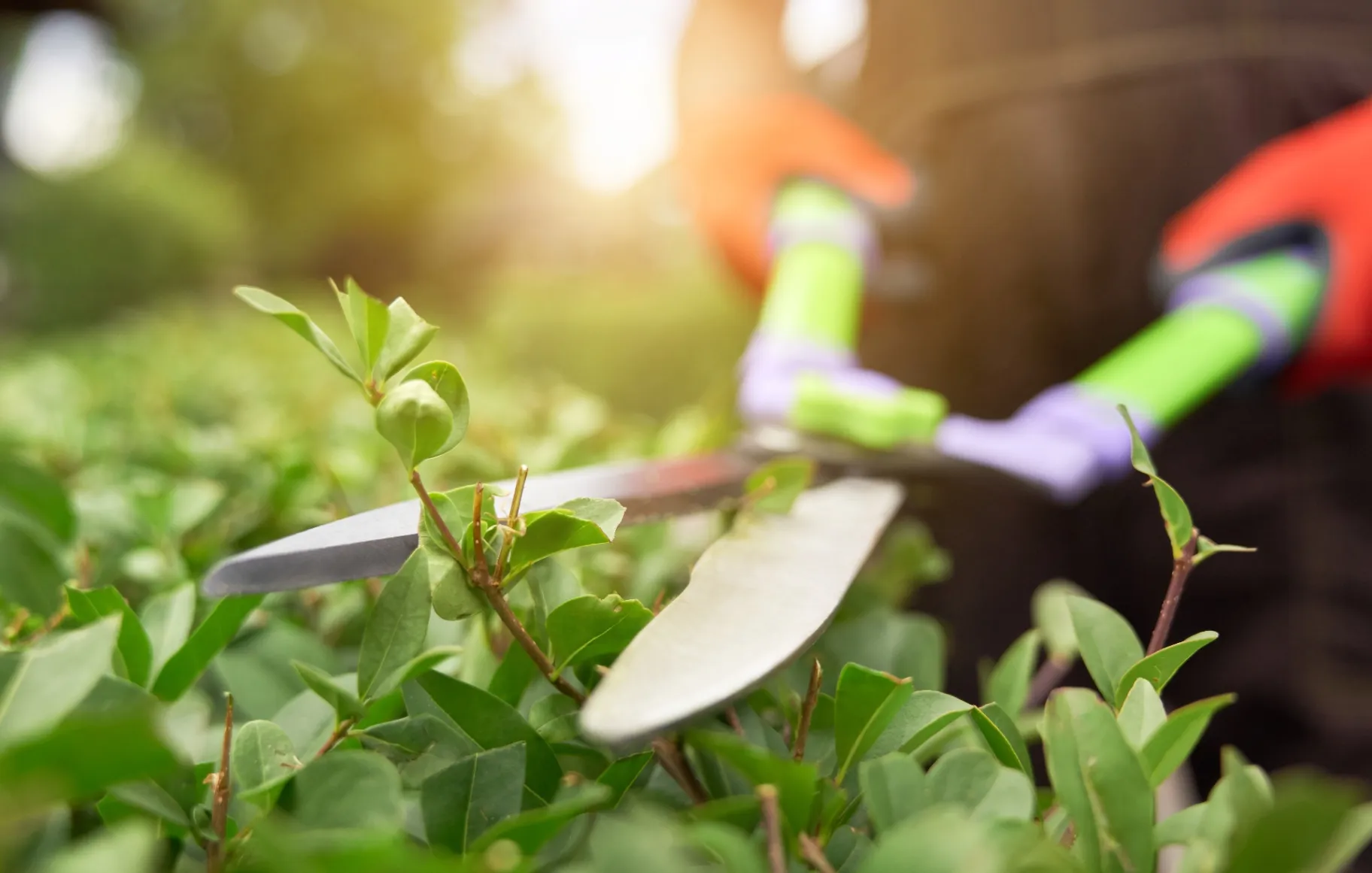 How to Identify Tree Diseases and Pests
