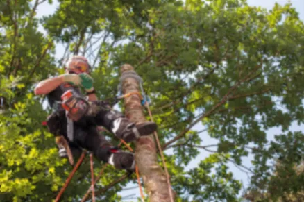 How to Identify and Treat Tree Diseases
