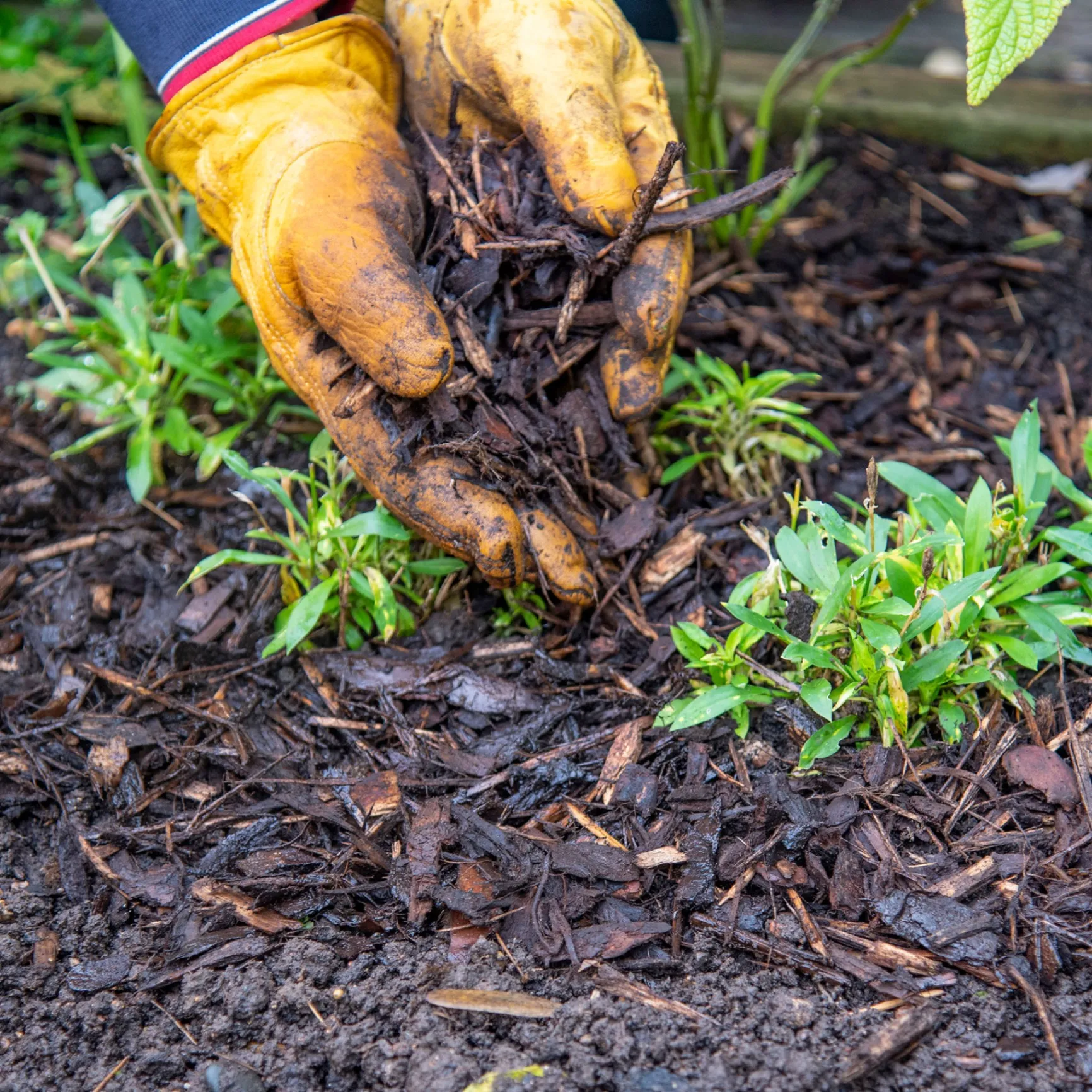Mulching: Why It's Important in