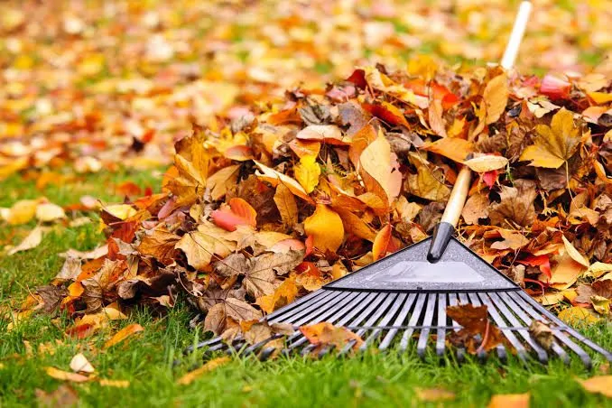 Best Practices for Leaf Removal in